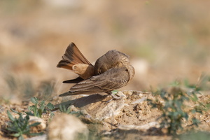 Rufous-tailed Lark (Ammomanes phoenicura) (1)