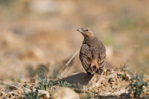 Rufous-tailed Lark (Ammomanes phoenicura) (2)