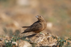 Rufous-tailed Lark (Ammomanes phoenicura) (3)