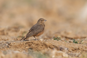 Rufous-tailed Lark (Ammomanes phoenicura) (4)