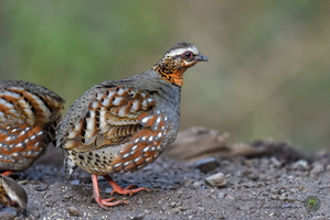 Rufous-throated Partridge (Arborophila rufogularis)05