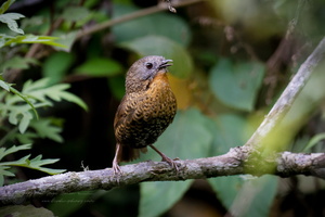 Rufous-throated Wren-Babbler (Spelaeornis caudatus) (1)