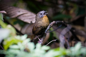 Rufous-throated Wren-Babbler (Spelaeornis caudatus) (2)