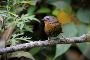 Rufous-throated Wren-Babbler (Spelaeornis caudatus) (3)