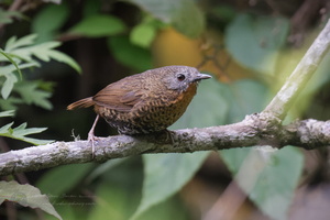 Rufous-throated Wren-Babbler (Spelaeornis caudatus) (4)