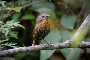 Rufous-throated Wren-babbler (Spelaeornis caudatus)