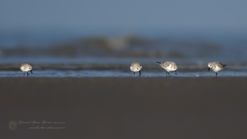 sanderling (Calidris alba)  (1)