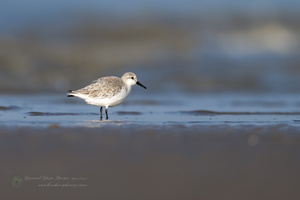 sanderling (Calidris alba)  (2)