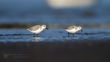 sanderling (Calidris alba)  (3)