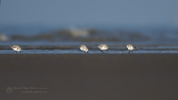sanderling (Calidris alba)  (4)