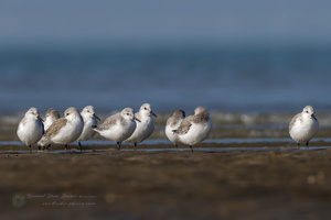 sanderling (Calidris alba) (1)