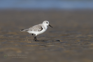 sanderling (Calidris alba) (2)