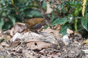 Scaly-breasted wren-babbler(Pnoepyga albiventer)