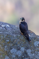 Shaheen Falcon (Falco peregrinus peregrinator)