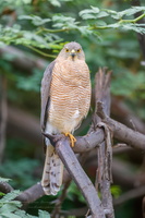 Shikra (Accipiter badius) (1)