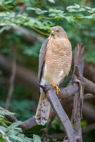 Shikra (Accipiter badius) (2)