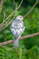 Shikra (Accipiter badius)