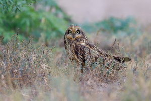 Short-eared owl (Asio flammeus) (1)