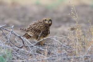 Short-eared owl (Asio flammeus) (2)