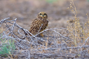 Short-eared owl (Asio flammeus) (3)