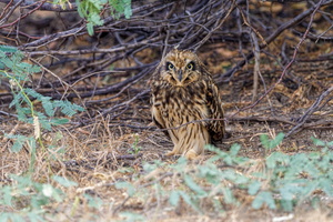 Short-eared owl (Asio flammeus) (6)