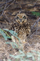 Short-eared owl (Asio flammeus) (7)