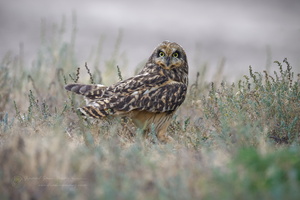 Short-eared owl (Asio flammeus)