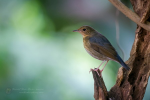 Siberian blue robin (Larvivora cyane) (1)