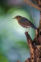 Siberian blue robin (Larvivora cyane) (2)