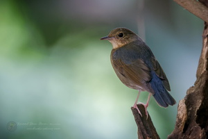 Siberian blue robin (Larvivora cyane) (3)