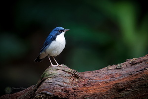 Siberian Blue Robin (Larvivora cyane)
