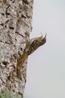 Sikkim Treecreeper (Certhia discolor)