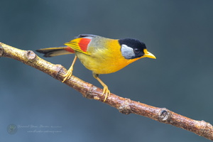 Silver-eared Mesia (Leiothrix argentauris) (1)