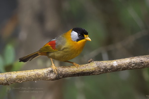 Silver-eared Mesia (Leiothrix argentauris) (2)