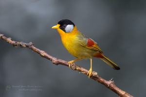 Silver-eared Mesia (Leiothrix argentauris) (3)