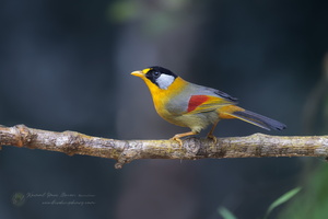 Silver-eared Mesia (Leiothrix argentauris) (4)