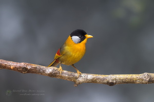 Silver-eared Mesia (Leiothrix argentauris) (5)