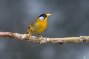 Silver-eared Mesia (Leiothrix argentauris) (6)