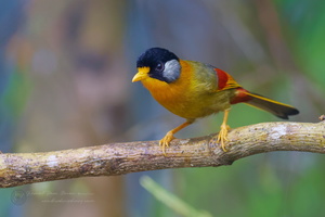 Silver-eared Mesia (Leiothrix argentauris) (7)
