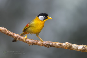Silver-eared Mesia (Leiothrix argentauris) (8)