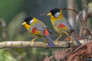 Silver-eared Mesia (Leiothrix argentauris) (9)