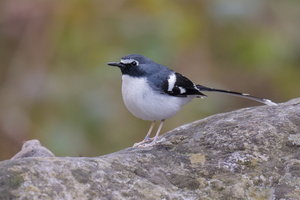 Slaty-backed Forktail (Enicurus schistaceus) (1)