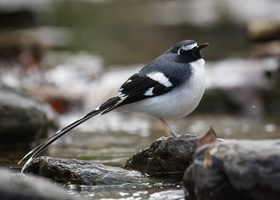 Slaty-backed Forktail (Enicurus schistaceus)