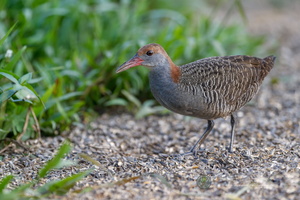 Slaty-breasted Rail (Lewinia striata)