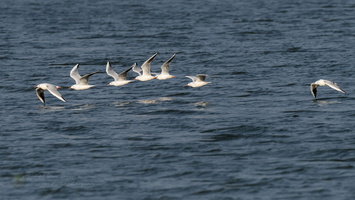 Slender-billed Gull (Larus genei) (1)