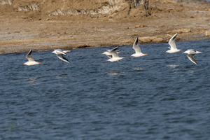 Slender-billed Gull (Larus genei) (2)