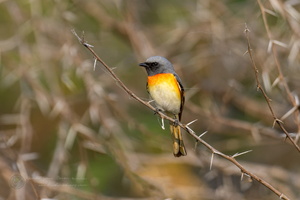 Small Minivet (Pericrocotus cinnamomeus) (2)