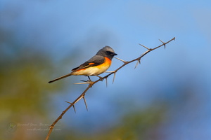 Small Minivet (Pericrocotus cinnamomeus) (3)