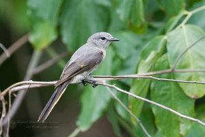 Small Minivet (Pericrocotus cinnamomeus)
