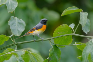 Small Minivet (Pericrocotus cinnamomeus)01